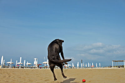 Dog playing at beach against sky