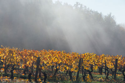 Scenic view of vineyards during autumn against sky. scenic view of fog on vineyard