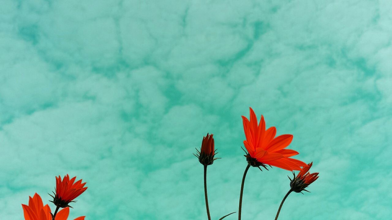 flower, petal, red, freshness, beauty in nature, fragility, growth, flower head, nature, sky, blooming, low angle view, plant, stem, cloud - sky, blue, close-up, pollen, in bloom, no people