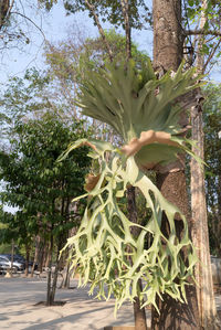 Close-up of flowering plants against trees in park