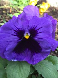 Close-up of purple flower