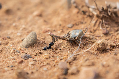 Close-up of turtle on sand