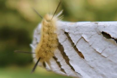 Close-up of butterfly on leaf