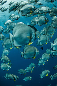 Full frame shot of fish swimming in sea