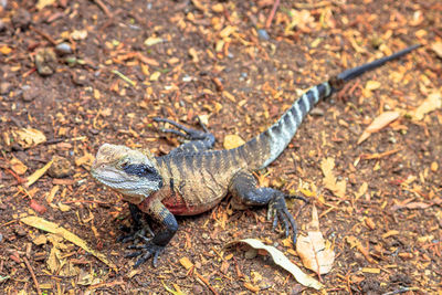 High angle view of lizard on land