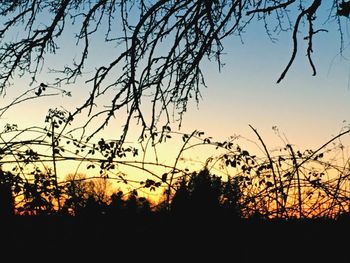 Low angle view of silhouette trees against clear sky