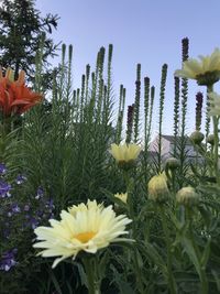 Close-up of flowering plants growing on field