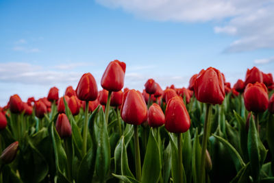 Close-up of red tulips growing on field against sky