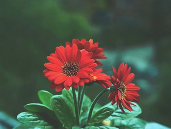 Close-up of red flowering plant
