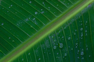 Full frame shot of wet leaf