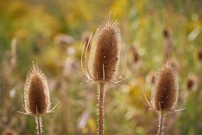 Close-up of plant on field