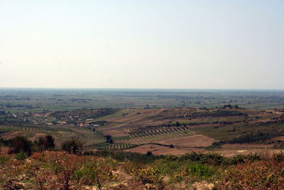 Scenic view of agricultural field against clear sky