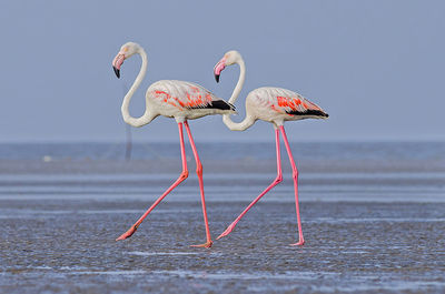 Side view of pelicans at beach against clear sky