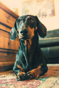 Portrait of dog sitting at home