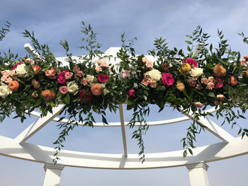 Low angle view of flowering plants against sky