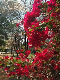 Close-up of red flowering tree in park
