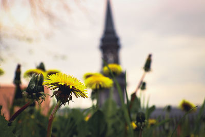 Close-up of yellow flowering plant against sky