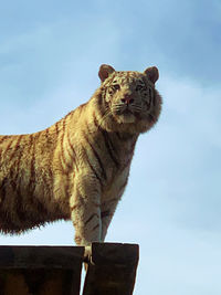 Low angle view of a cat looking away against sky