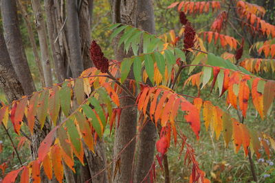 Close-up of autumn leaves in forest