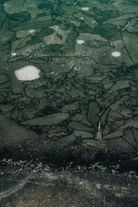 High angle view of leaf floating on water