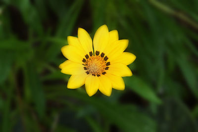 Close-up of yellow flower