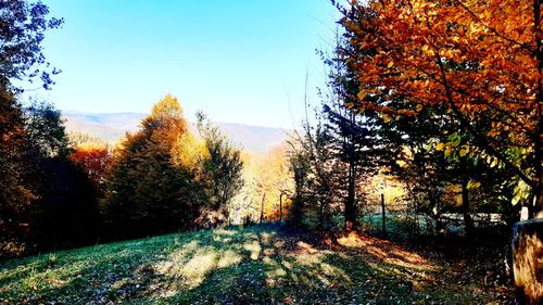 Trees in forest against sky during autumn