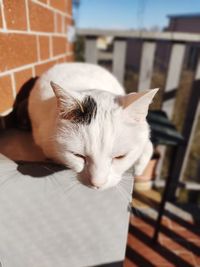 Close-up of a cat with eyes closed