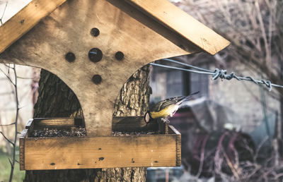 Close-up of bird perching on wood