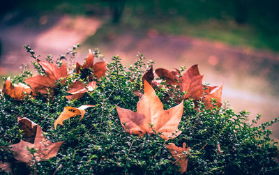 Autumn leaves on plant