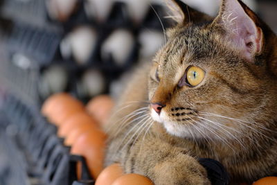 Close-up of tabby cat