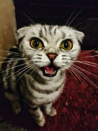 Portrait of cat