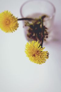 Close-up of yellow flower