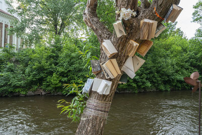 The books hanging from the tree