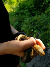 Close-up of hand holding snake