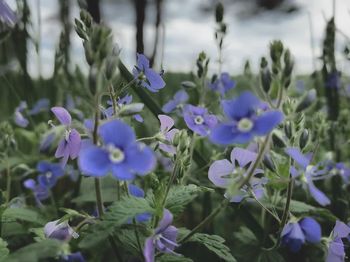 Close-up of purple flowering plants on field