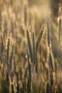 Close-up of wheat growing on field