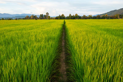 Scenic view of agricultural field against sky