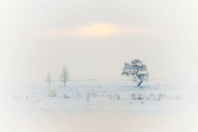 Trees on snow covered land against sky