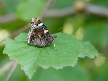 Close-up of butterfly on leaf