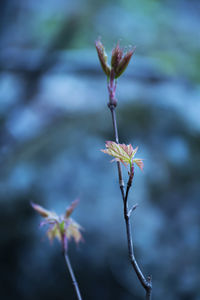 Close-up of flowering plant