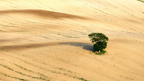 Tree on field