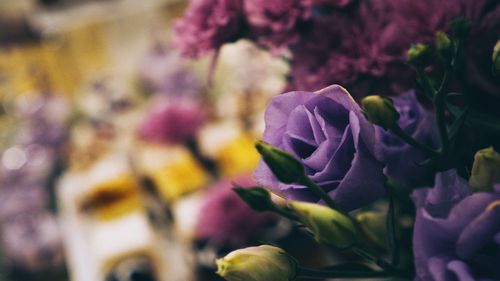 Close-up of purple flowers blooming outdoors