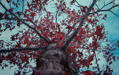 Low angle view of tree against sky