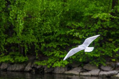 Close-up of bird flying against trees