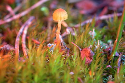 Close-up of mushroom growing on field