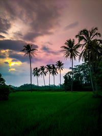 Palm trees on field against sky at sunset