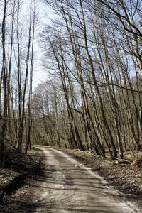 Footpath along bare trees