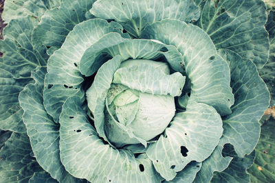 Close-up of cabbage growing in garden