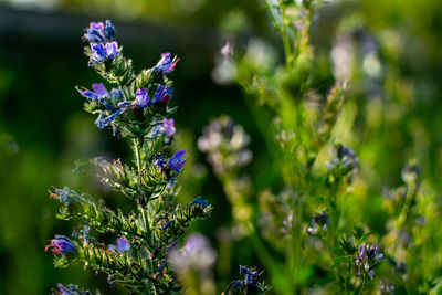 Close-up of purple flowering plants on field