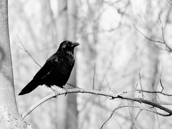 Low angle view of bird perching on branch